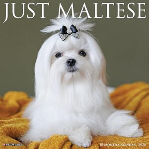 Willow Creek Press Maltese 2026 Wall Calendar Willow Creek Press Maltese 2026 Wall Calendar
