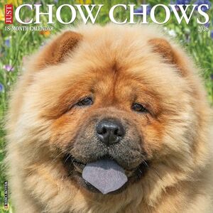 Willow Creek Press Chow Chows 2026 12 X 12 Wall Calendar Willow Creek Press Chow Chows 2026 12 X 12 Wall Calendar