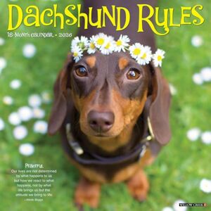 Willow Creek Press Dachshund Rules 2026 12 X 12 Wall Calendar Willow Creek Press Dachshund Rules 2026 12 X 12 Wall Calendar