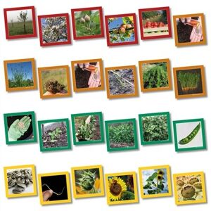 Wildgoose Education SC1107 Plant Life Cycle Sequencing Card, 13.5 cm x 13.5 cm (Pack of 20) Wildgoose Education SC1107 Plant Life Cycle Sequencing Card, 13.5 cm x 13.5 cm (Pack of 20)