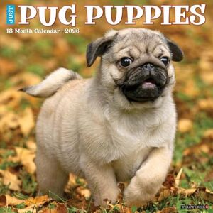 Willow Creek Press Pug Puppies 2026 12 X 12 Wall Calendar Willow Creek Press Pug Puppies 2026 12 X 12 Wall Calendar