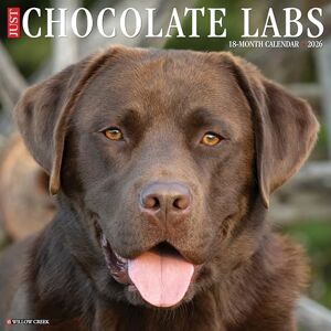 Willow Creek Press Chocolate Labs 2026 Wall Calendar Willow Creek Press Chocolate Labs 2026 Wall Calendar