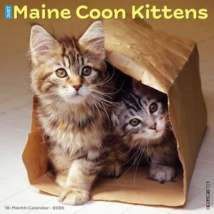 Willow Creek Press Maine Coon Kittens 2026 Wall Calendar Willow Creek Press Maine Coon Kittens 2026 Wall Calendar
