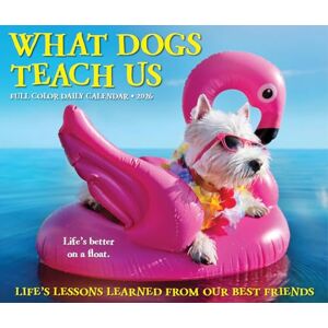 Willow Creek Press What Dogs Teach Us 2026 Box Calendar Willow Creek Press What Dogs Teach Us 2026 Box Calendar