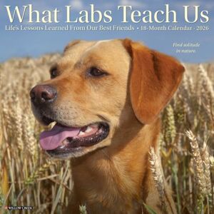 Willow Creek Press What Labs Teach Us 2026 12 X 12 Wall Calendar Willow Creek Press What Labs Teach Us 2026 12 X 12 Wall Calendar