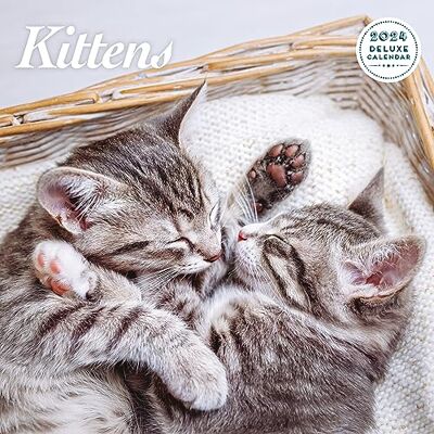 Magnet & Steel Kitten Deluxe 2024 Calendar Magnet & Steel Kitten Deluxe 2024 Calendar