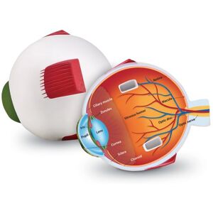 Learning Resources Cross-Section Eye Model Learning Resources Cross-Section Eye Model