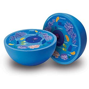 Learning Resources Cross-Section Animal Cell Model Learning Resources Cross-Section Animal Cell Model