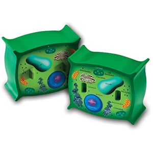 Learning Resources Cross-Section Plant Cell Model Learning Resources Cross-Section Plant Cell Model