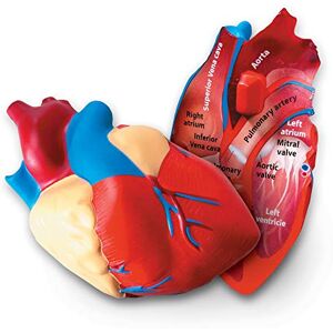 Learning Resources Soft Foam Cross-Section Human Heart Model Learning Resources Soft Foam Cross-Section Human Heart Model