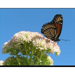 SHARMA, DEVASH Insects: Diversity, Behaviour, Adaptations and Their Ecological Importance: A Complete Guide to Insect Biology, Evolution, Life Cycles and Environmental Roles SHARMA, DEVASH Insects: Diversity, Behaviour, Adaptations and Their Ecological Importance: A Complete Guide to Insect Biology, Evolution, Life Cycles and Environmental Roles