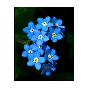 Fuchs Petzi, Andrea Forget Me Nots: A story of devotion, hope, and the power of creating a family against all odds. Fuchs Petzi, Andrea Forget Me Nots: A story of devotion, hope, and the power of creating a family against all odds.