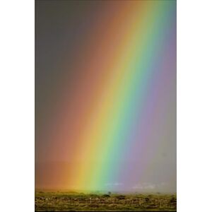 Svenson, Eric Trees of Life: A Poetry Anthology Svenson, Eric Trees of Life: A Poetry Anthology