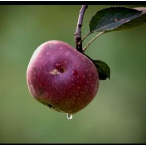 El Cantor de Salmos, Rev. Dr. Bobby Medina El Porqué de Mirar a Jesucristo y Ponerlo Todo a un Lado por Su Amor El Cantor de Salmos, Rev. Dr. Bobby Medina El Porqué de Mirar a Jesucristo y Ponerlo Todo a un Lado por Su Amor