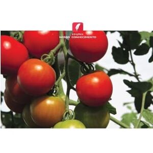 Mpinga, Lilian Enxertia de tomate para melhorar o rendimento e a qualidade na Tanzânia: Enxertia de tomate para produção em campo aberto com poucos recursos na Tanzânia Mpinga, Lilian Enxertia de tomate para melhorar o rendimento e a qualidade na Tanzânia: Enxertia de tomate para produção em campo aberto com poucos recursos na Tanzânia