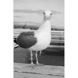 Garcia, Jose La Orquestacion de la Carne (El Amanecer del Sexto Sol ; Cronicas del Sol de Silicio) Garcia, Jose La Orquestacion de la Carne (El Amanecer del Sexto Sol ; Cronicas del Sol de Silicio)