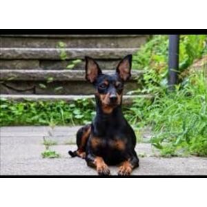 Fenton, William Frederick Harold Complete Guide on Miniature Pinschers Fenton, William Frederick Harold Complete Guide on Miniature Pinschers