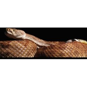 SHARMA, DEVASH The World of Reptiles: Evolution, Ecology, and Human Coexistence: An Integrated Study of Reptilian Science, Nature, Culture, and Conservation SHARMA, DEVASH The World of Reptiles: Evolution, Ecology, and Human Coexistence: An Integrated Study of Reptilian Science, Nature, Culture, and Conservation