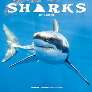 Avonside Publishing Ltd Sharks 2027 Calendar Square Wall Calendar Animal, Predator, Sealife Gift Plastic Free Packaging by Avonside Publishing Avonside Publishing Ltd Sharks 2027 Calendar Square Wall Calendar Animal, Predator, Sealife Gift Plastic Free Packaging by Avonside Publishing