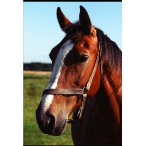 Johnston, Seneca Lessons From the Barn: What Horses Taught Me About Life, Healing, and Leadership Johnston, Seneca Lessons From the Barn: What Horses Taught Me About Life, Healing, and Leadership