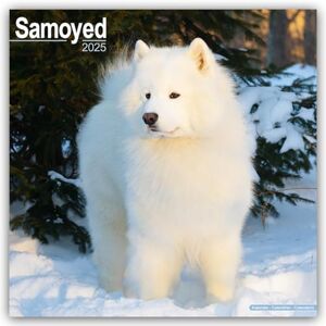 AVONSIDE Samoyed 2025 Square Wall Calendar Dog Breed Calendar AVONSIDE Samoyed 2025 Square Wall Calendar Dog Breed Calendar