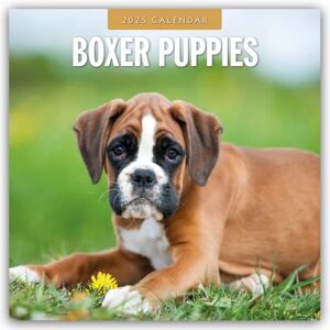 Red Robin Publishing Boxer Puppies 2025 Square Wall Calendar Red Robin Publishing Boxer Puppies 2025 Square Wall Calendar