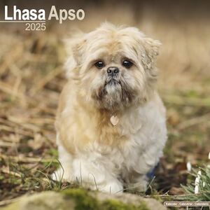 AVONSIDE Lhasa Apso 2025 Square Wall Calendar Dog Breed Calendar AVONSIDE Lhasa Apso 2025 Square Wall Calendar Dog Breed Calendar