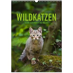 CALVENDO Wildkatzen Kleine Samtpfoten des Waldes (Wandkalender 2024 DIN A3 hoch), Monatskalender CALVENDO Wildkatzen Kleine Samtpfoten des Waldes (Wandkalender 2024 DIN A3 hoch), Monatskalender