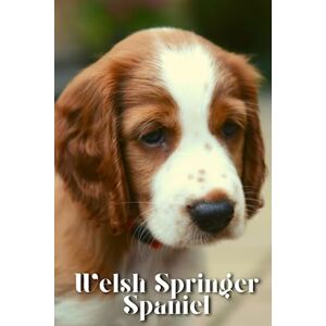 Pustova, Nina Welsh Springer Spaniel: Dog breed overview and guide Pustova, Nina Welsh Springer Spaniel: Dog breed overview and guide