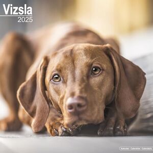 AVONSIDE Vizsla 2025 Square Wall Calendar Dog Breed Calendar AVONSIDE Vizsla 2025 Square Wall Calendar Dog Breed Calendar