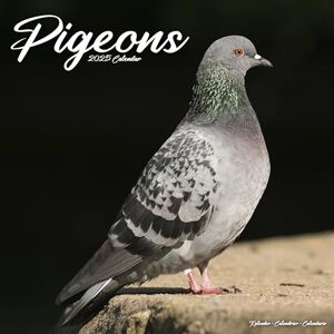 Avonside Publishing Ltd Pigeons 2025 Square Wall Calendar Bird, Wildlife Calendar Avonside Publishing Ltd Pigeons 2025 Square Wall Calendar Bird, Wildlife Calendar
