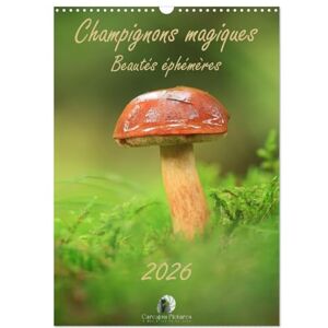 Martzel, Thomas Champignons magiques Beautés éphémères (Calendrier mural 2026 DIN A3 horizontal), CALVENDO calendrier mensuel: Un calendrier enchanteur qui révèle, ... des champignons dans toute leur diversité. Martzel, Thomas Champignons magiques Beautés éphémères (Calendrier mural 2026 DIN A3 horizontal), CALVENDO calendrier mensuel: Un calendrier enchanteur qui révèle, ... des champignons dans toute leur diversité.