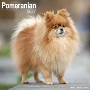 Avonside Publishing Ltd Pomeranian 2027 Calendar Square Wall Calendar Dog Breed Gift Plastic Free Packaging by Avonside Publishing Avonside Publishing Ltd Pomeranian 2027 Calendar Square Wall Calendar Dog Breed Gift Plastic Free Packaging by Avonside Publishing