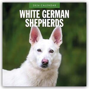 Red Robin White German Shepherds 2026 Square Wall Calendar Red Robin White German Shepherds 2026 Square Wall Calendar