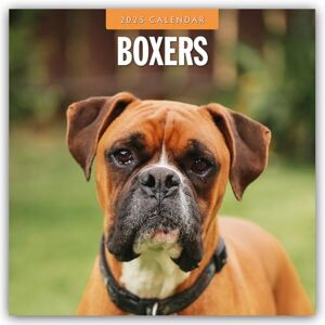 Red Robin Publishing Ltd. Boxers 2025 Square Wall Calendar Red Robin Publishing Ltd. Boxers 2025 Square Wall Calendar