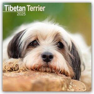 AVONSIDE Tibetan Terrier 2025 Square Wall Calendar Dog Breed Calendar AVONSIDE Tibetan Terrier 2025 Square Wall Calendar Dog Breed Calendar