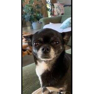 cilia, henry Le chihuahua 2025 .Petit chien, grande personnalité: Le guide bienveillant et complet pour vivre avec un mini compagnon au grand cœur (Les guides canins 2025 – Collection Henry Cilia) cilia, henry Le chihuahua 2025 .Petit chien, grande personnalité: Le guide bienveillant et complet pour vivre avec un mini compagnon au grand cœur (Les guides canins 2025 – Collection Henry Cilia)