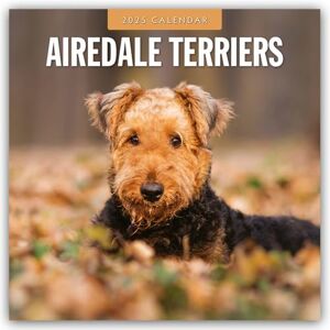 Red Robin Airedale Terriers 2025 Square Wall Calendar Red Robin Airedale Terriers 2025 Square Wall Calendar