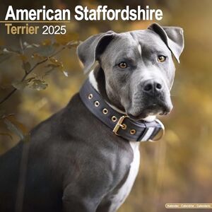 Avonside Publishing Ltd American Staffordshire Terrier 2025 Square Wall Calendar Dog Breed Calendar Avonside Publishing Ltd American Staffordshire Terrier 2025 Square Wall Calendar Dog Breed Calendar