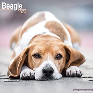AVONSIDE Beagle Calendar 2024 Square Dog Breed Wall Calendar 16 Month AVONSIDE Beagle Calendar 2024 Square Dog Breed Wall Calendar 16 Month