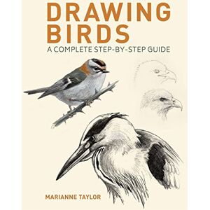 Taylor Drawing Birds: A Complete Step-by-Step Guide Taylor Drawing Birds: A Complete Step-by-Step Guide
