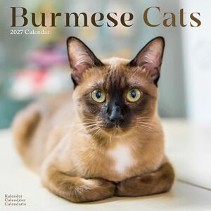 Avonside Publishing Ltd Burmese Cats 2027 Calendar Square Wall Calendar Cat Gift Plastic Free Packaging by Avonside Publishing Avonside Publishing Ltd Burmese Cats 2027 Calendar Square Wall Calendar Cat Gift Plastic Free Packaging by Avonside Publishing