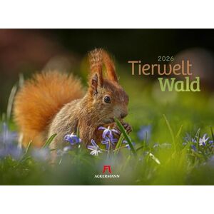 Tierwelt Wald Kalender 2026: Bildstarker Tier-Kalender im Querformat (45x33 cm) Heimische Wildtiere in ihrem Lebensraum Tierwelt Wald Kalender 2026: Bildstarker Tier-Kalender im Querformat (45x33 cm) Heimische Wildtiere in ihrem Lebensraum
