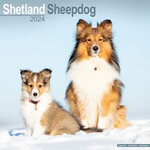 AVONSIDE Shetland Sheepdog Calendar 2024 Square Dog Breed Wall Calendar 16 Month AVONSIDE Shetland Sheepdog Calendar 2024 Square Dog Breed Wall Calendar 16 Month