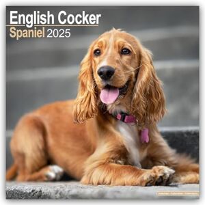 AVONSIDE English Cocker Spaniel 2025 Square Wall Calendar Dog Breed Calendar AVONSIDE English Cocker Spaniel 2025 Square Wall Calendar Dog Breed Calendar
