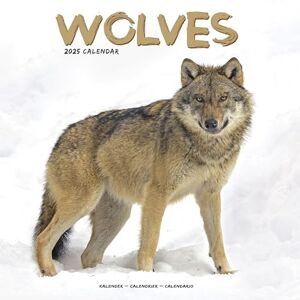 AVONSIDE Wolves 2025 Square Wall Calendar Animal, Wildlife Calendar ENGLISH EDITION AVONSIDE Wolves 2025 Square Wall Calendar Animal, Wildlife Calendar ENGLISH EDITION