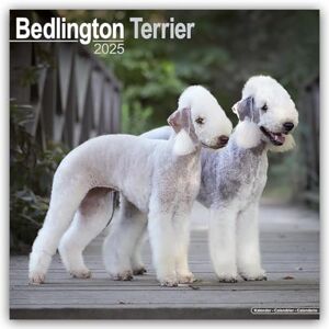 AVONSIDE Bedlington Terrier 2025 Square Wall Calendar Dog Breed Calendar AVONSIDE Bedlington Terrier 2025 Square Wall Calendar Dog Breed Calendar