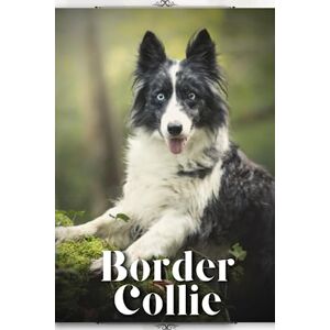 Pustova, Nina Border Collie: Dog breed overview and guide Pustova, Nina Border Collie: Dog breed overview and guide