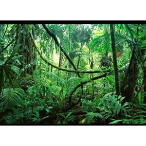 Melnar, Dr. Randall Kerwin The Jungle Medicine Chest: Your Survival Pharmacy from the Rainforest to Your Backyard (The Jungle Wisdom Series) Melnar, Dr. Randall Kerwin The Jungle Medicine Chest: Your Survival Pharmacy from the Rainforest to Your Backyard (The Jungle Wisdom Series)