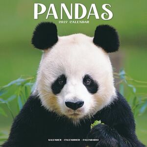 Avonside Publishing Ltd Pandas 2027 Calendar Square Wall Calendar Animal Gift Plastic Free Packaging by Avonside Publishing Avonside Publishing Ltd Pandas 2027 Calendar Square Wall Calendar Animal Gift Plastic Free Packaging by Avonside Publishing